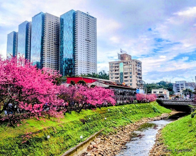 2025雙北平地賞櫻第四拍( --- 汐止文化櫻花季康誥溪櫻花大道(Cherry Blossoms at the creekside of Kangau creek), Hsingi district, Hsinpei city, SJKen, Jan 31, 2025.