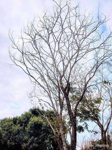 2025台北大安森林公園繡球花展(Hydrangeas exhibition at Da-An forest park), Taipei, Taiwan, SJKen, Feb 20, 2025. 2025台北大安森林公園繡球花展(Hydrangeas exhibition at Da-An forest park), Taipei, Taiwan, SJKen, Feb 20, 2025.
