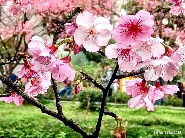 2025雙北平地賞櫻第四拍( --- 汐止文化櫻花季康誥溪櫻花大道(Cherry Blossoms at the creekside of Kangau creek), Hsingi district, Hsinpei city, SJKen, Jan 31, 2025.