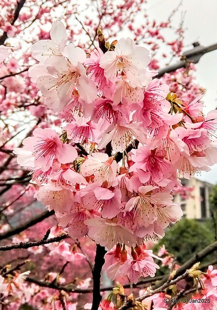 2025雙北平地賞櫻第四拍( --- 汐止文化櫻花季康誥溪櫻花大道(Cherry Blossoms at the creekside of Kangau creek), Hsingi district, Hsinpei city, SJKen, Jan 31, 2025.