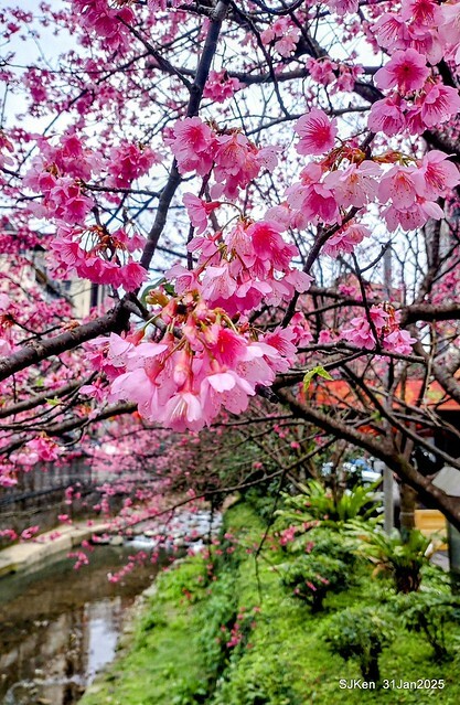 2025雙北平地賞櫻第四拍( --- 汐止文化櫻花季康誥溪櫻花大道(Cherry Blossoms at the creekside of Kangau creek), Hsingi district, Hsinpei city, SJKen, Jan 31, 2025.
