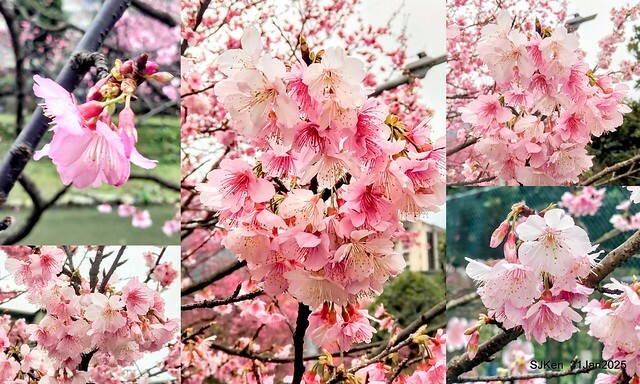 2025雙北平地賞櫻第四拍( --- 汐止文化櫻花季康誥溪櫻花大道(Cherry Blossoms at the creekside of Kangau creek), Hsingi district, Hsinpei city, SJKen, Jan 31, 2025.