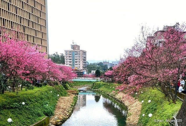 2025雙北平地賞櫻第四拍( --- 汐止文化櫻花季康誥溪櫻花大道(Cherry Blossoms at the creekside of Kangau creek), Hsingi district, Hsinpei city, SJKen, Jan 31, 2025.
