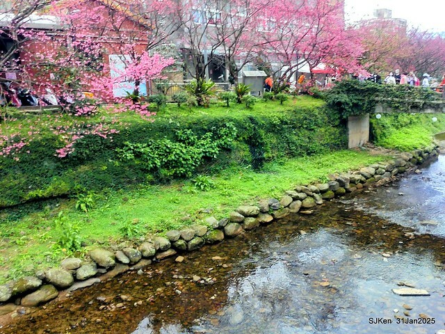 2025雙北平地賞櫻第四拍( --- 汐止文化櫻花季康誥溪櫻花大道(Cherry Blossoms at the creekside of Kangau creek), Hsingi district, Hsinpei city, SJKen, Jan 31, 2025.