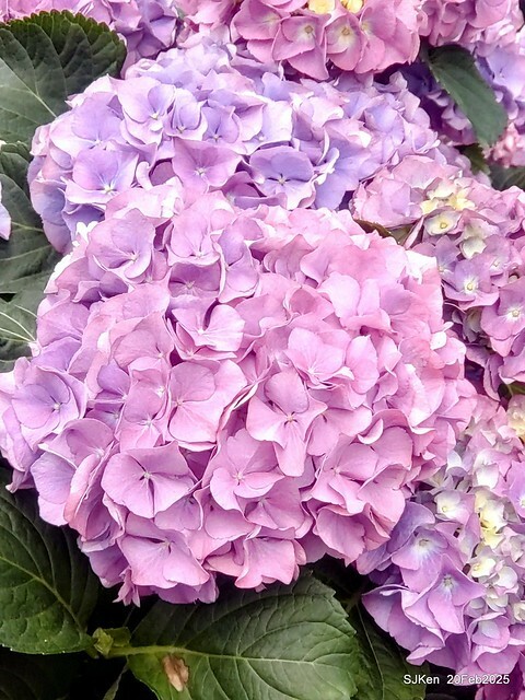 2025台北大安森林公園繡球花展(Hydrangeas exhibition at Da-An forest park), Taipei, Taiwan, SJKen, Feb 20, 2025. 2025台北大安森林公園繡球花展(Hydrangeas exhibition at Da-An forest park), Taipei, Taiwan, SJKen, Feb 20, 2025.