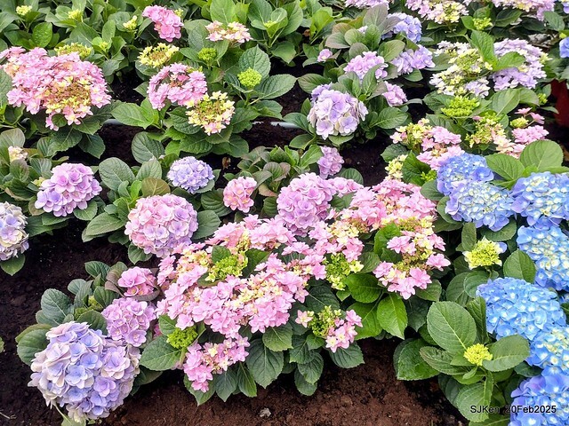 2025台北大安森林公園繡球花展(Hydrangeas exhibition at Da-An forest park), Taipei, Taiwan, SJKen, Feb 20, 2025. 2025台北大安森林公園繡球花展(Hydrangeas exhibition at Da-An forest park), Taipei, Taiwan, SJKen, Feb 20, 2025.