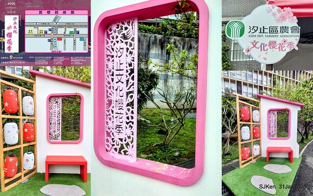 2025雙北平地賞櫻第四拍( --- 汐止文化櫻花季康誥溪櫻花大道(Cherry Blossoms at the creekside of Kangau creek), Hsingi district, Hsinpei city, SJKen, Jan 31, 2025.