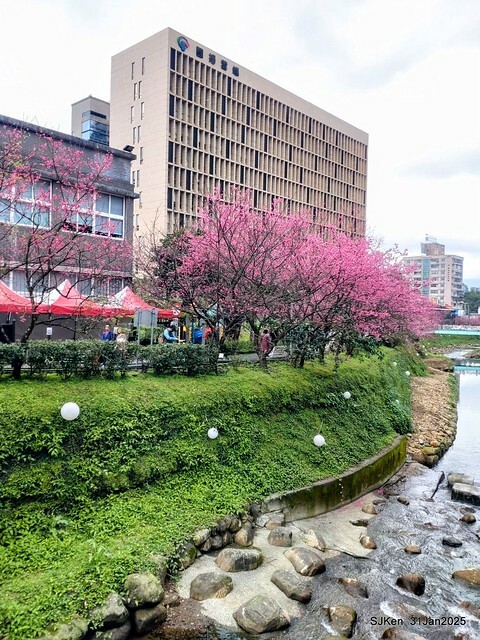 2025雙北平地賞櫻第四拍( --- 汐止文化櫻花季康誥溪櫻花大道(Cherry Blossoms at the creekside of Kangau creek), Hsingi district, Hsinpei city, SJKen, Jan 31, 2025.