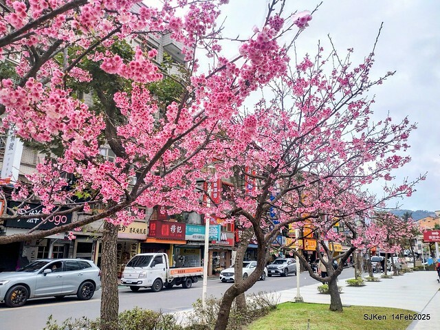 2025 雙北平地賞櫻系列第五拍 --- 北醫附設醫院櫻花(Cherryblossoms at Taipei Medical University Hospital), Taipei, Taiwan, SJKen, Feb 14, 2024. 2025 雙北平地賞櫻系列第五拍 --- 北醫附設醫院櫻花(Cherryblossoms at Taipei Medical University Hospital), Taipei, Taiwan, SJKen, Feb 14, 2024.