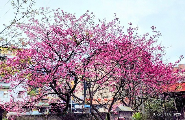 2025雙北平地賞櫻第四拍( --- 汐止文化櫻花季康誥溪櫻花大道(Cherry Blossoms at the creekside of Kangau creek), Hsingi district, Hsinpei city, SJKen, Jan 31, 2025.