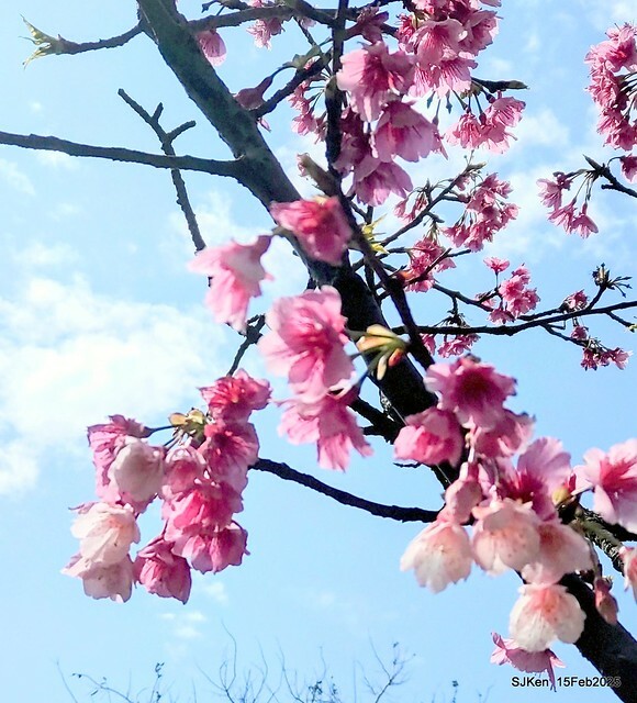 (2025 雙北平地賞櫻系列第六拍)「台北市政府北大門旁賞櫻」(Cherry Blossoms at north door of Taipei City Hall , Feb 15, 2025.