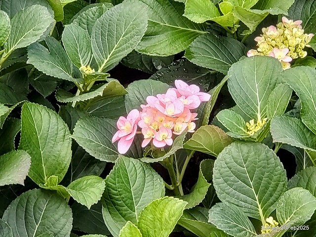 2025台北大安森林公園繡球花展(Hydrangeas exhibition at Da-An forest park), Taipei, Taiwan, SJKen, Feb 20, 2025. 2025台北大安森林公園繡球花展(Hydrangeas exhibition at Da-An forest park), Taipei, Taiwan, SJKen, Feb 20, 2025.