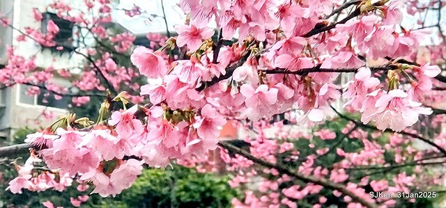 2025雙北平地賞櫻第四拍( --- 汐止文化櫻花季康誥溪櫻花大道(Cherry Blossoms at the creekside of Kangau creek), Hsingi district, Hsinpei city, SJKen, Jan 31, 2025.