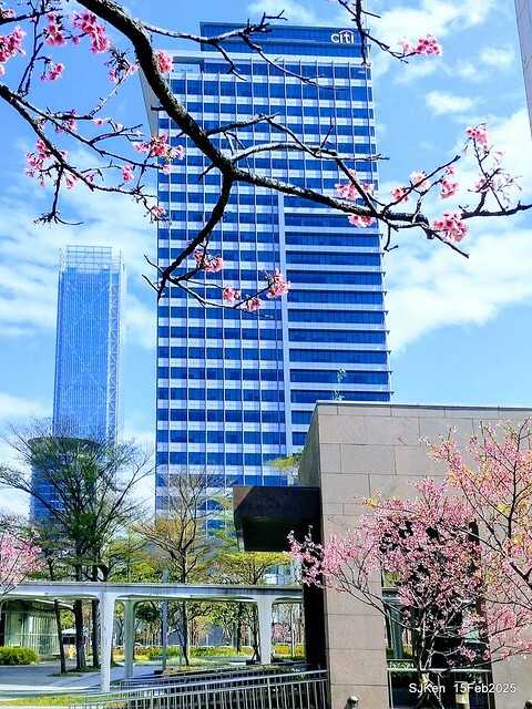 (2025 雙北平地賞櫻系列第六拍)「台北市政府北大門旁賞櫻」(Cherry Blossoms at north door of Taipei City Hall , Feb 15, 2025.
