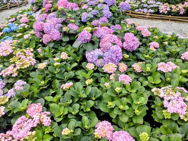 2025台北大安森林公園繡球花展(Hydrangeas exhibition at Da-An forest park), Taipei, Taiwan, SJKen, Feb 20, 2025. 2025台北大安森林公園繡球花展(Hydrangeas exhibition at Da-An forest park), Taipei, Taiwan, SJKen, Feb 20, 2025.