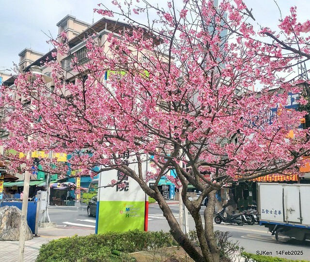 2025 雙北平地賞櫻系列第五拍 --- 北醫附設醫院櫻花(Cherryblossoms at Taipei Medical University Hospital), Taipei, Taiwan, SJKen, Feb 14, 2024. 2025 雙北平地賞櫻系列第五拍 --- 北醫附設醫院櫻花(Cherryblossoms at Taipei Medical University Hospital), Taipei, Taiwan, SJKen, Feb 14, 2024.