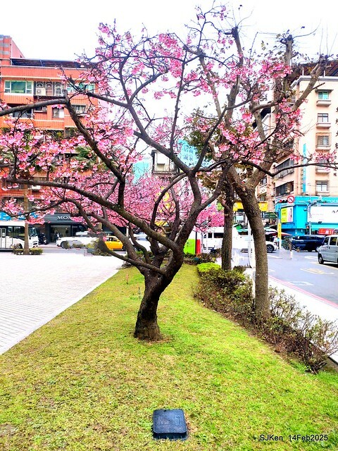 2025 雙北平地賞櫻系列第五拍 --- 北醫附設醫院櫻花(Cherryblossoms at Taipei Medical University Hospital), Taipei, Taiwan, SJKen, Feb 14, 2024. 2025 雙北平地賞櫻系列第五拍 --- 北醫附設醫院櫻花(Cherryblossoms at Taipei Medical University Hospital), Taipei, Taiwan, SJKen, Feb 14, 2024.