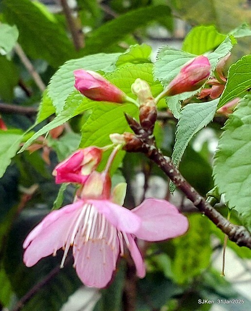 2025雙北平地賞櫻第四拍( --- 汐止文化櫻花季康誥溪櫻花大道(Cherry Blossoms at the creekside of Kangau creek), Hsingi district, Hsinpei city, SJKen, Jan 31, 2025.