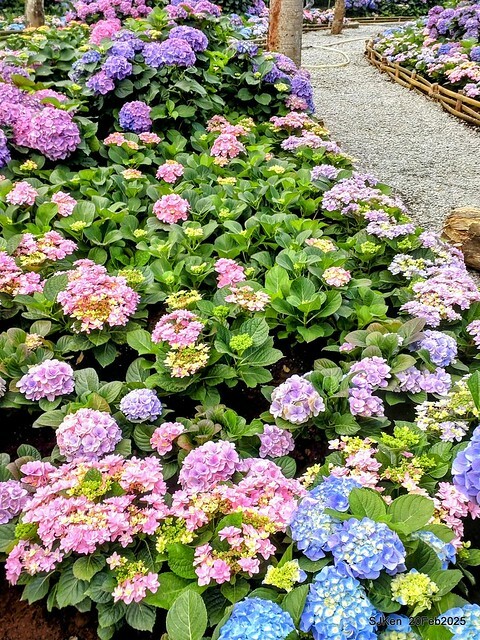 2025台北大安森林公園繡球花展(Hydrangeas exhibition at Da-An forest park), Taipei, Taiwan, SJKen, Feb 20, 2025. 2025台北大安森林公園繡球花展(Hydrangeas exhibition at Da-An forest park), Taipei, Taiwan, SJKen, Feb 20, 2025.