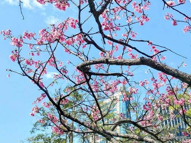 (2025 雙北平地賞櫻系列第六拍)「台北市政府北大門旁賞櫻」(Cherry Blossoms at north door of Taipei City Hall , Feb 15, 2025.