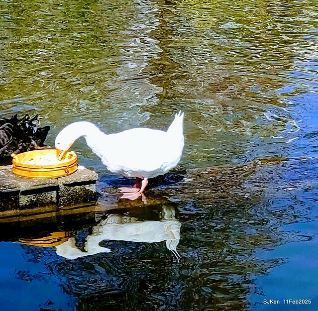 台北榮總忘憂湖水鳥與游魚(Waterbirds and fish at the lake of Taipei Veterans General Hospital),Taipie, Taiwan, SJKen, Feb 11, 2025. 台北榮總忘憂湖水鳥與游魚(Waterbirds and fish at the lake of Taipei Veterans General Hospital),Taipie, Taiwan, SJKen, Feb 11, 2025.