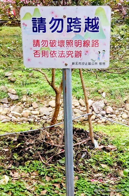 2025雙北平地賞櫻第四拍( --- 汐止文化櫻花季康誥溪櫻花大道(Cherry Blossoms at the creekside of Kangau creek), Hsingi district, Hsinpei city, SJKen, Jan 31, 2025.