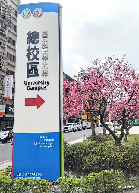 2025 雙北平地賞櫻系列第五拍 --- 北醫附設醫院櫻花(Cherryblossoms at Taipei Medical University Hospital), Taipei, Taiwan, SJKen, Feb 14, 2024. 2025 雙北平地賞櫻系列第五拍 --- 北醫附設醫院櫻花(Cherryblossoms at Taipei Medical University Hospital), Taipei, Taiwan, SJKen, Feb 14, 2024.
