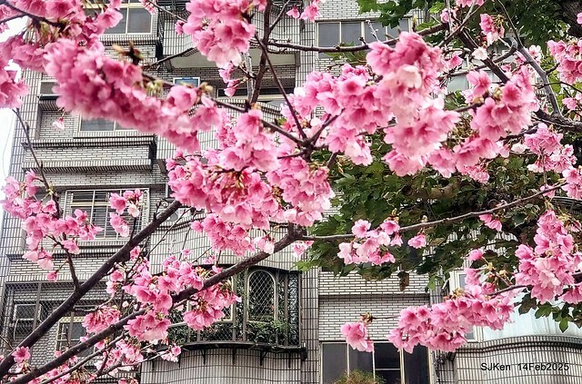 2025 雙北平地賞櫻系列第五拍 --- 北醫附設醫院櫻花(Cherryblossoms at Taipei Medical University Hospital), Taipei, Taiwan, SJKen, Feb 14, 2024. 2025 雙北平地賞櫻系列第五拍 --- 北醫附設醫院櫻花(Cherryblossoms at Taipei Medical University Hospital), Taipei, Taiwan, SJKen, Feb 14, 2024.