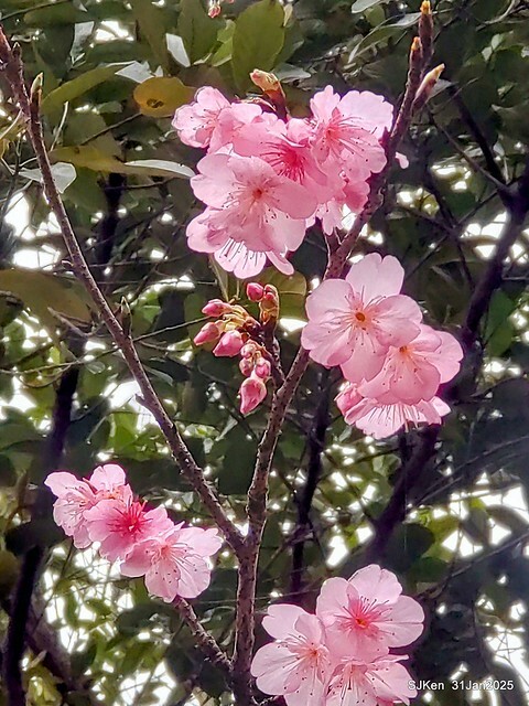 2025雙北平地賞櫻第四拍( --- 汐止文化櫻花季康誥溪櫻花大道(Cherry Blossoms at the creekside of Kangau creek), Hsingi district, Hsinpei city, SJKen, Jan 31, 2025.