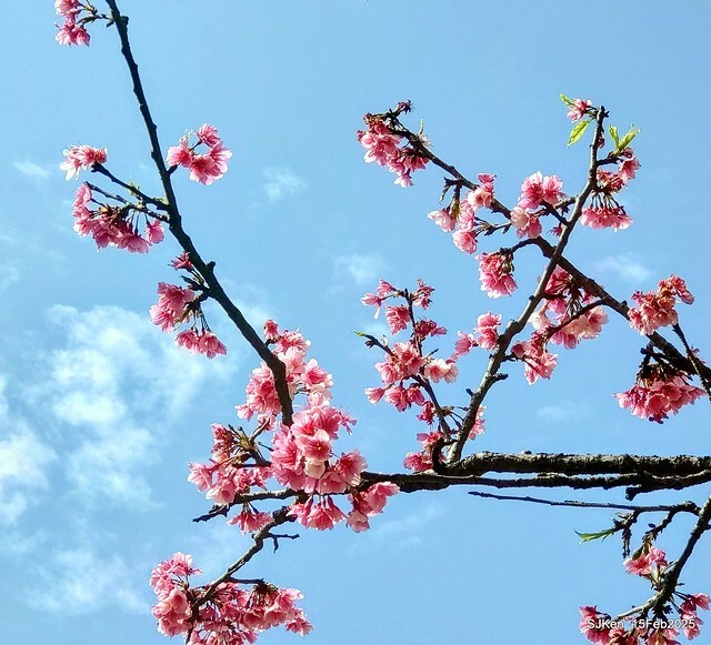 (2025 雙北平地賞櫻系列第六拍)「台北市政府北大門旁賞櫻」(Cherry Blossoms at north door of Taipei City Hall , Feb 15, 2025.