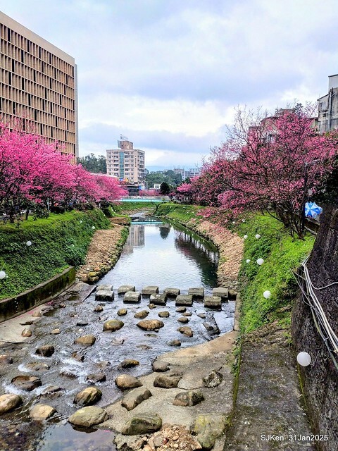 2025雙北平地賞櫻第四拍( --- 汐止文化櫻花季康誥溪櫻花大道(Cherry Blossoms at the creekside of Kangau creek), Hsingi district, Hsinpei city, SJKen, Jan 31, 2025.