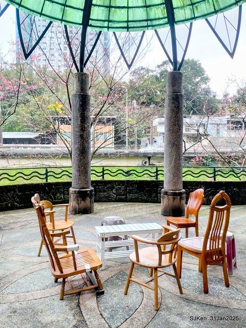 2025雙北平地賞櫻第四拍( --- 汐止文化櫻花季康誥溪櫻花大道(Cherry Blossoms at the creekside of Kangau creek), Hsingi district, Hsinpei city, SJKen, Jan 31, 2025.