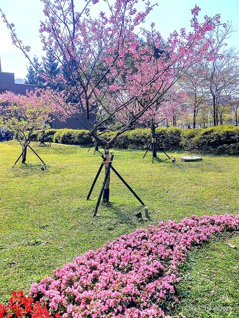 (2025 雙北平地賞櫻系列第六拍)「台北市政府北大門旁賞櫻」(Cherry Blossoms at north door of Taipei City Hall , Feb 15, 2025.