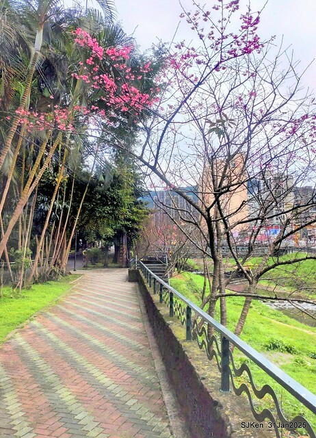2025雙北平地賞櫻第四拍( --- 汐止文化櫻花季康誥溪櫻花大道(Cherry Blossoms at the creekside of Kangau creek), Hsingi district, Hsinpei city, SJKen, Jan 31, 2025.