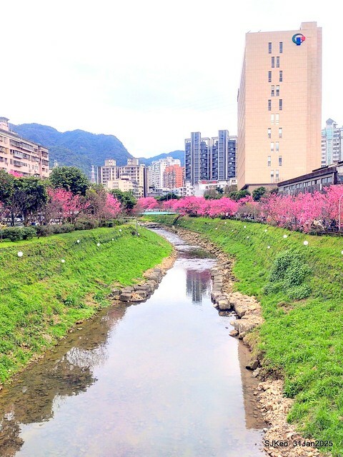 2025雙北平地賞櫻第四拍( --- 汐止文化櫻花季康誥溪櫻花大道(Cherry Blossoms at the creekside of Kangau creek), Hsingi district, Hsinpei city, SJKen, Jan 31, 2025.