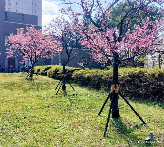 (2025 雙北平地賞櫻系列第六拍)「台北市政府北大門旁賞櫻」(Cherry Blossoms at north door of Taipei City Hall , Feb 15, 2025.