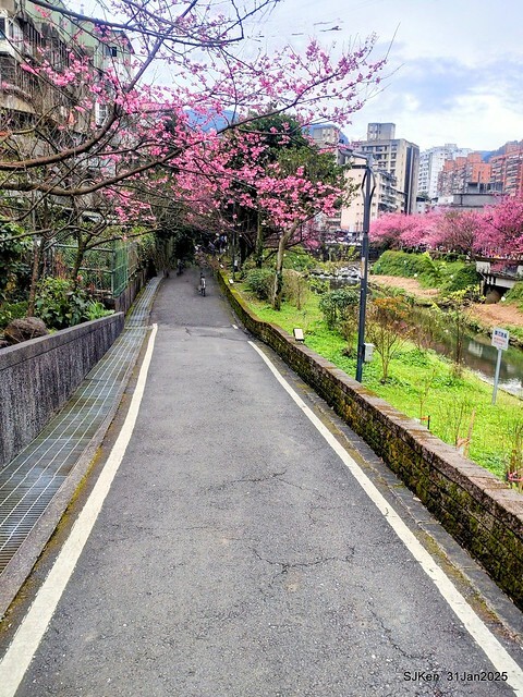 2025雙北平地賞櫻第四拍( --- 汐止文化櫻花季康誥溪櫻花大道(Cherry Blossoms at the creekside of Kangau creek), Hsingi district, Hsinpei city, SJKen, Jan 31, 2025.