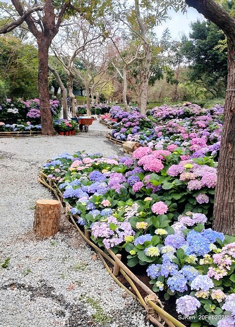2025台北大安森林公園繡球花展(Hydrangeas exhibition at Da-An forest park), Taipei, Taiwan, SJKen, Feb 20, 2025. 2025台北大安森林公園繡球花展(Hydrangeas exhibition at Da-An forest park), Taipei, Taiwan, SJKen, Feb 20, 2025.