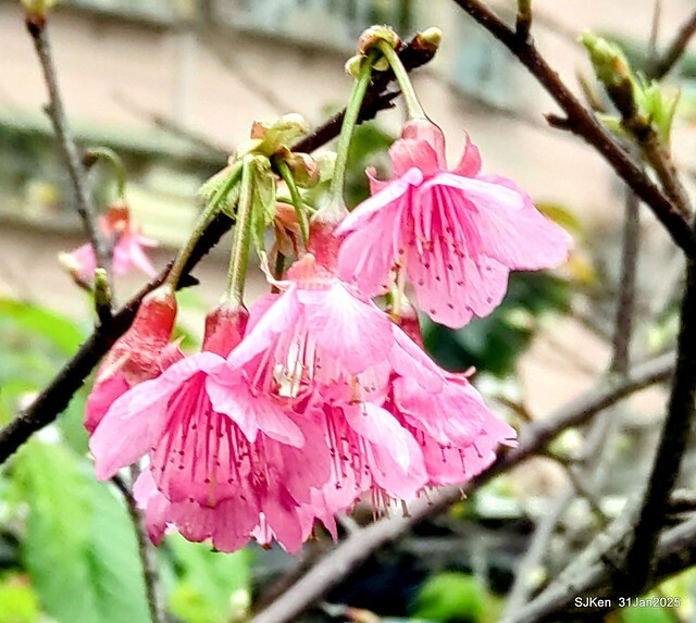 2025雙北平地賞櫻第四拍( --- 汐止文化櫻花季康誥溪櫻花大道(Cherry Blossoms at the creekside of Kangau creek), Hsingi district, Hsinpei city, SJKen, Jan 31, 2025.