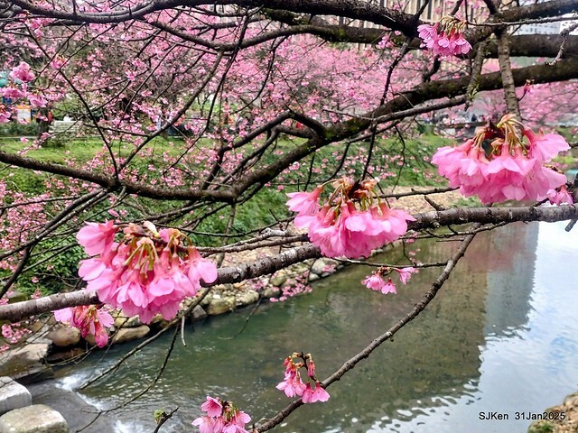 2025雙北平地賞櫻第四拍( --- 汐止文化櫻花季康誥溪櫻花大道(Cherry Blossoms at the creekside of Kangau creek), Hsingi district, Hsinpei city, SJKen, Jan 31, 2025.