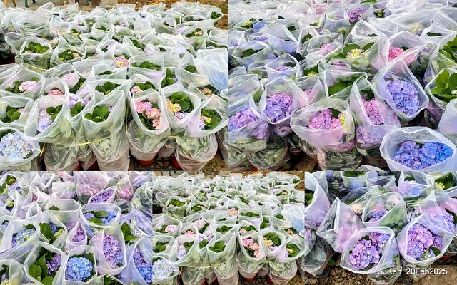 2025台北大安森林公園繡球花展(Hydrangeas exhibition at Da-An forest park), Taipei, Taiwan, SJKen, Feb 20, 2025. 2025台北大安森林公園繡球花展(Hydrangeas exhibition at Da-An forest park), Taipei, Taiwan, SJKen, Feb 20, 2025.