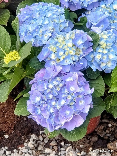 2025台北大安森林公園繡球花展(Hydrangeas exhibition at Da-An forest park), Taipei, Taiwan, SJKen, Feb 20, 2025. 2025台北大安森林公園繡球花展(Hydrangeas exhibition at Da-An forest park), Taipei, Taiwan, SJKen, Feb 20, 2025.