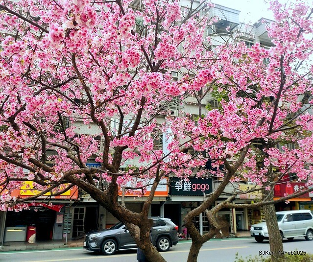 2025 雙北平地賞櫻系列第五拍 --- 北醫附設醫院櫻花(Cherryblossoms at Taipei Medical University Hospital), Taipei, Taiwan, SJKen, Feb 14, 2024. 2025 雙北平地賞櫻系列第五拍 --- 北醫附設醫院櫻花(Cherryblossoms at Taipei Medical University Hospital), Taipei, Taiwan, SJKen, Feb 14, 2024.