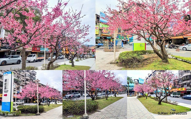 2025 雙北平地賞櫻系列第五拍 --- 北醫附設醫院櫻花(Cherryblossoms at Taipei Medical University Hospital), Taipei, Taiwan, SJKen, Feb 14, 2024. 2025 雙北平地賞櫻系列第五拍 --- 北醫附設醫院櫻花(Cherryblossoms at Taipei Medical University Hospital), Taipei, Taiwan, SJKen, Feb 14, 2024.