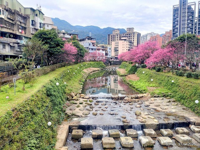 2025雙北平地賞櫻第四拍( --- 汐止文化櫻花季康誥溪櫻花大道(Cherry Blossoms at the creekside of Kangau creek), Hsingi district, Hsinpei city, SJKen, Jan 31, 2025.