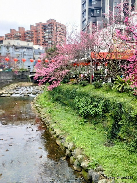 2025雙北平地賞櫻第四拍( --- 汐止文化櫻花季康誥溪櫻花大道(Cherry Blossoms at the creekside of Kangau creek), Hsingi district, Hsinpei city, SJKen, Jan 31, 2025.