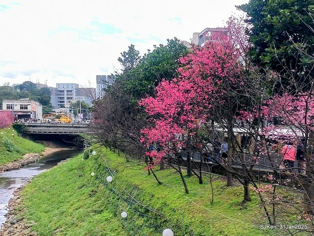 2025雙北平地賞櫻第四拍( --- 汐止文化櫻花季康誥溪櫻花大道(Cherry Blossoms at the creekside of Kangau creek), Hsingi district, Hsinpei city, SJKen, Jan 31, 2025.