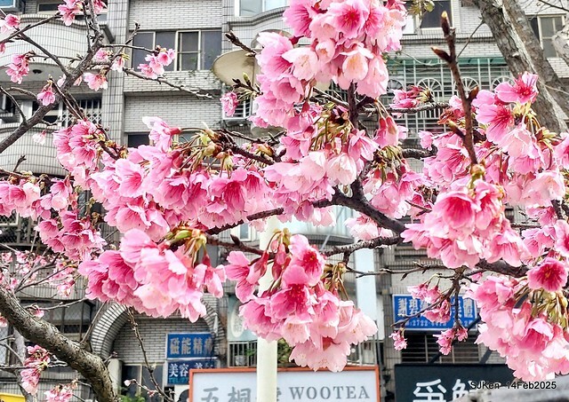 2025 雙北平地賞櫻系列第五拍 --- 北醫附設醫院櫻花(Cherryblossoms at Taipei Medical University Hospital), Taipei, Taiwan, SJKen, Feb 14, 2024. 2025 雙北平地賞櫻系列第五拍 --- 北醫附設醫院櫻花(Cherryblossoms at Taipei Medical University Hospital), Taipei, Taiwan, SJKen, Feb 14, 2024.