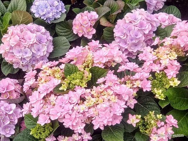 2025台北大安森林公園繡球花展(Hydrangeas exhibition at Da-An forest park), Taipei, Taiwan, SJKen, Feb 20, 2025. 2025台北大安森林公園繡球花展(Hydrangeas exhibition at Da-An forest park), Taipei, Taiwan, SJKen, Feb 20, 2025.