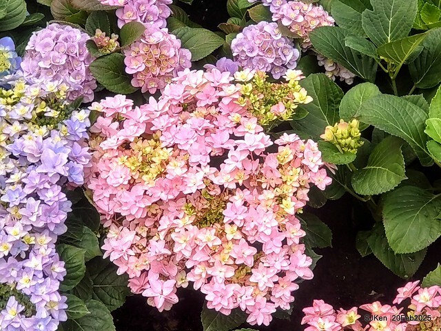 2025台北大安森林公園繡球花展(Hydrangeas exhibition at Da-An forest park), Taipei, Taiwan, SJKen, Feb 20, 2025. 2025台北大安森林公園繡球花展(Hydrangeas exhibition at Da-An forest park), Taipei, Taiwan, SJKen, Feb 20, 2025.